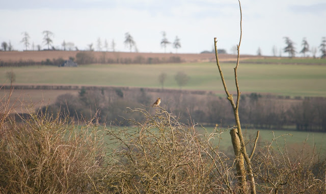 Meadow Pipit in tree Meadow Pipit in tree